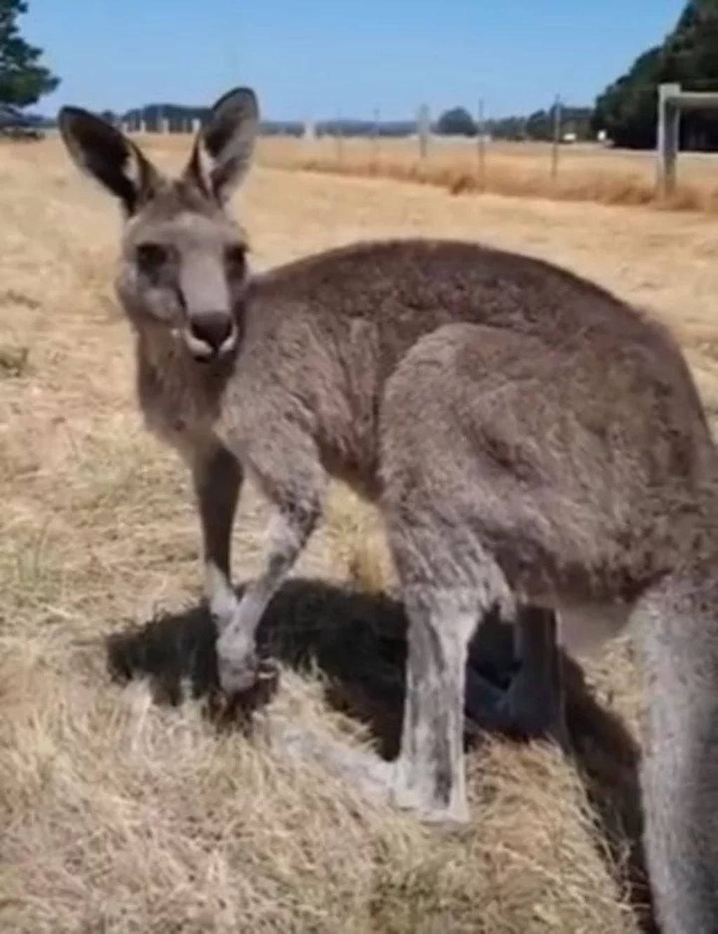 Tras arrojarse a la pileta, el canguro aprovechó para comer algo. Los incendios en Australia han dejado más de mil millones de animales muertos (Foto: Captura de video)