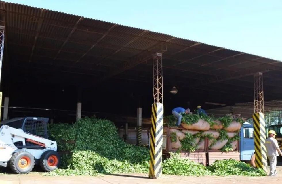 Comienzo de la cosecha de hoja verde de yerba en Andresito, Misiones. )Telenorte)