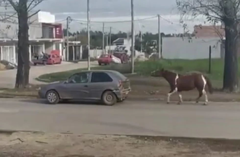 Maltrato animal: llevaban a un caballo atado a un auto