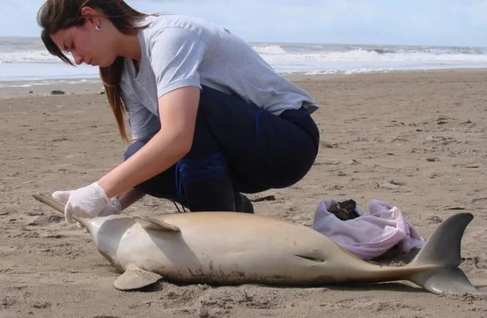 Encontraron a cuatro delfines muertos en el Partido de la Costa. Foto: Web.