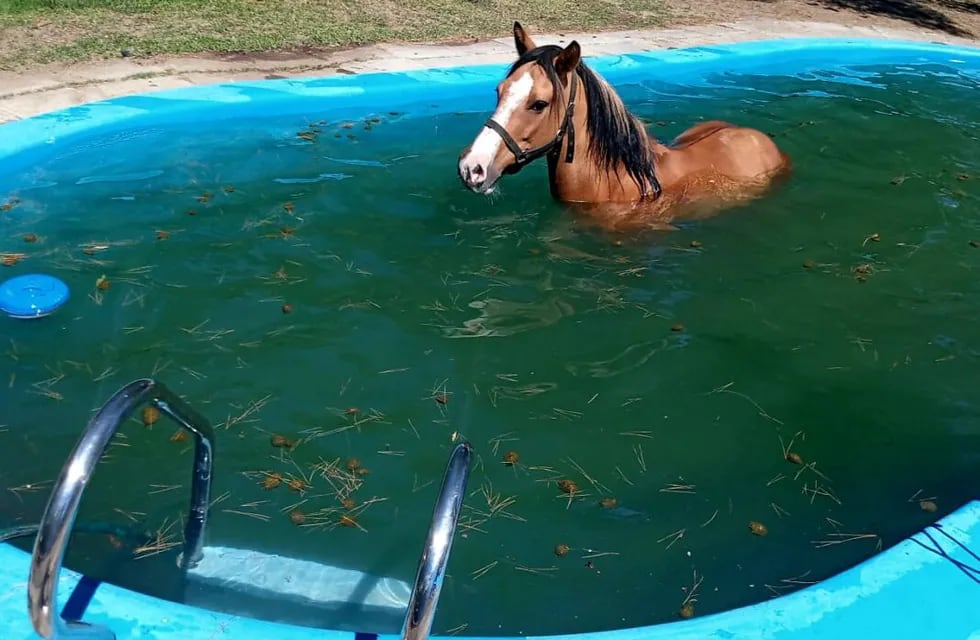 Un caballo se cayó al agua