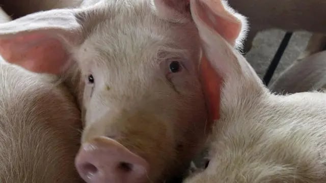 Una familia adoptó un cerdo y es la atracción en Sáenz Peña.