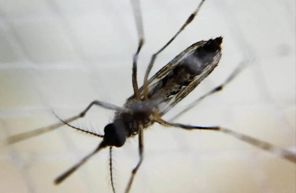 Mosquito aedes hembra, dengue.