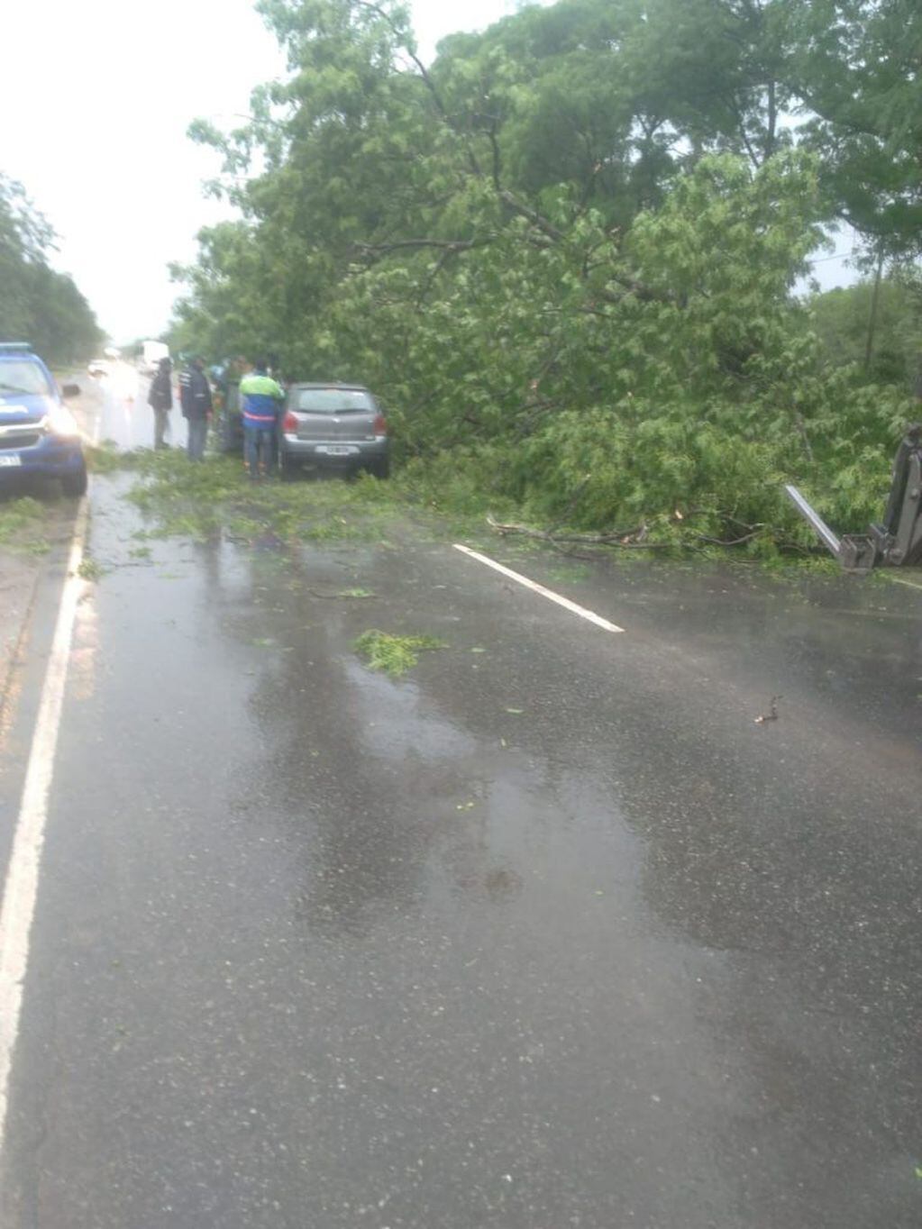 Anisacate: se cayó un árbol en la ruta 5