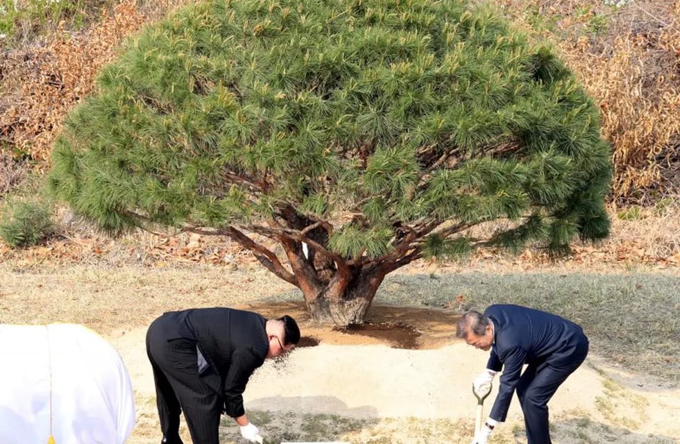 Kim y Moon plantaron juntos un árbol: \