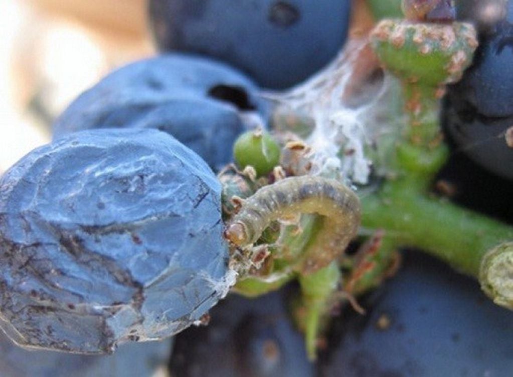 La polilla de la vid está causando serios inconvenientes, especialmente en las viñas de Mendoza.