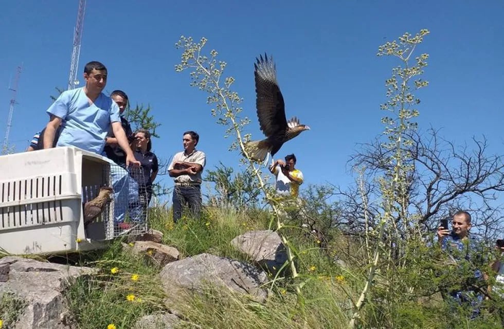 Liberación de fauna autóctona en la Reserva Natural de la Defensa, en La Calera
