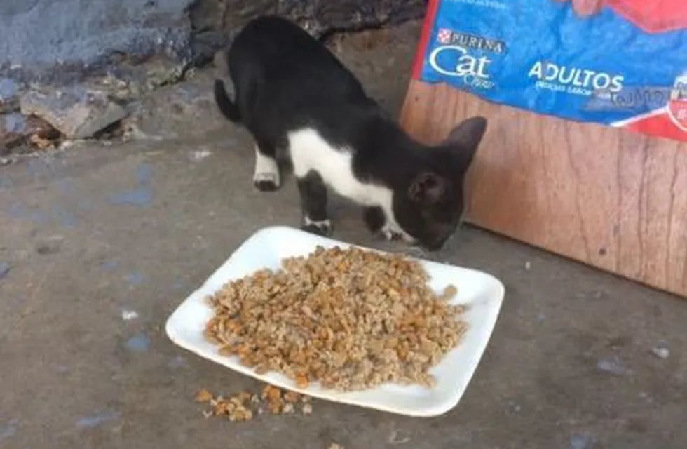 Un gatito es alimentado en el refugio \