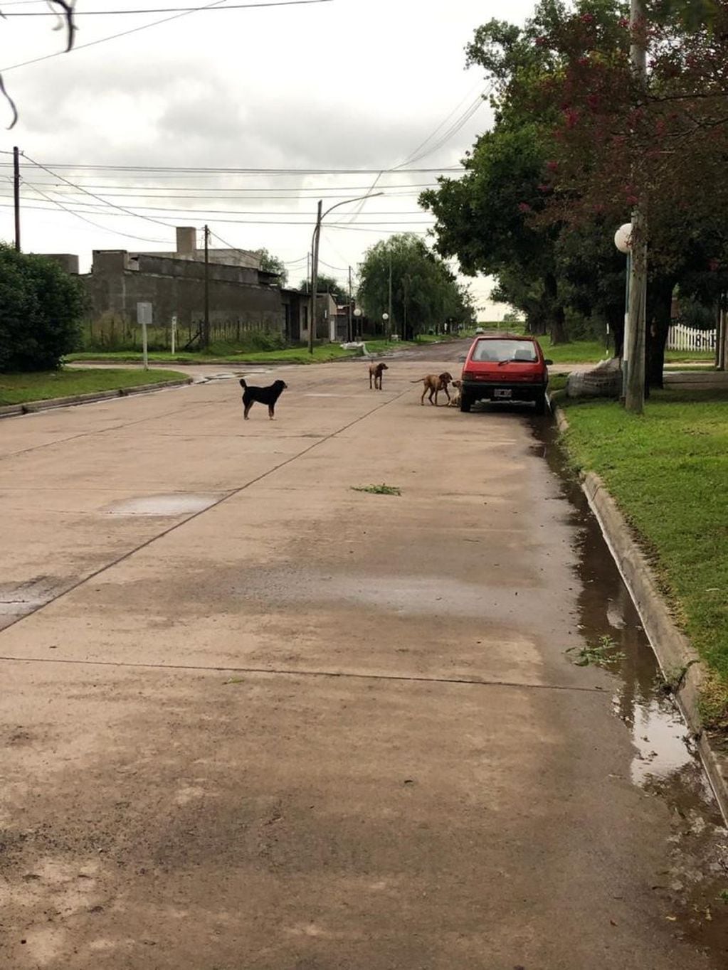 Los animales quedaron sueltos en la vía pública este sábado. (Archivo)