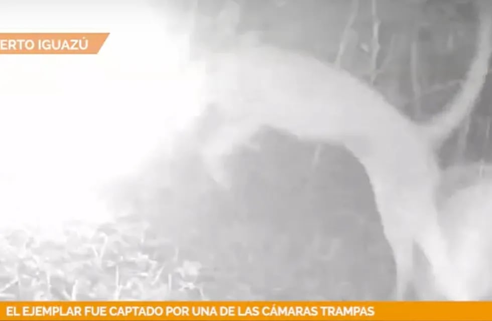 Captan a un puma “asustado” por el flash de una cámara trampa.