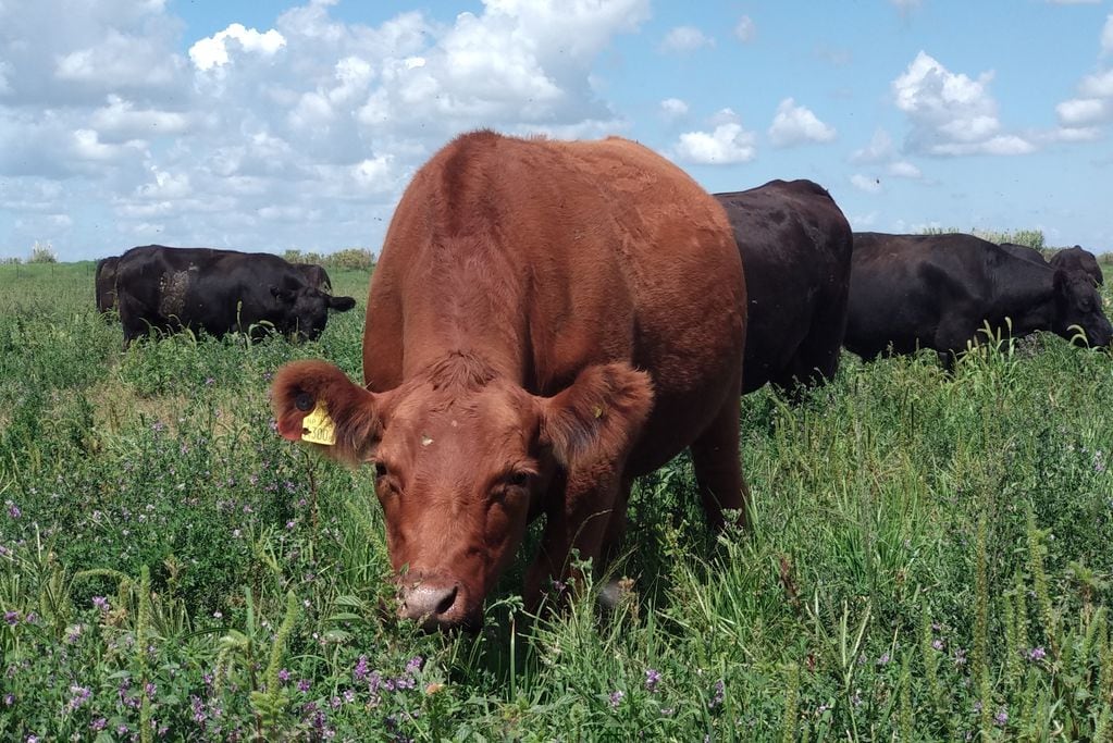 En la ganadería regenerativa, los animales se alimentan de pastizales naturales a los que se les permite un tiempo de recuperación óptimo para su rebrote y desarrollo. (Gentileza Asociación Grass Fed)
