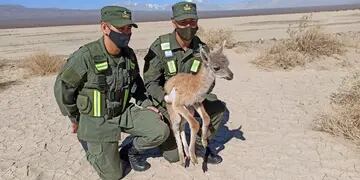 Gendarmes rescataron una cría de guanaco