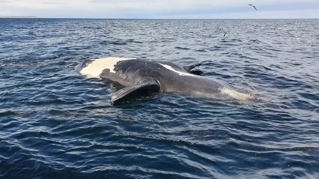Ballenas muertas en Chubut