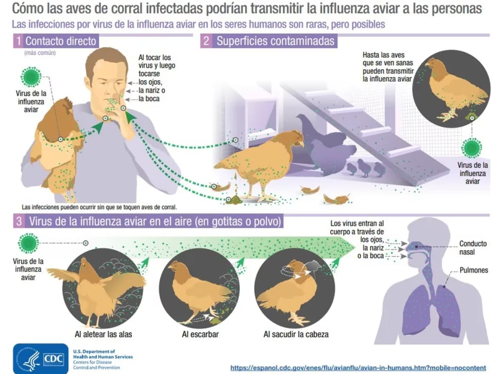 La enfermedad no se transmite a las personas por medio del consumo de carne aviar o subproductos.