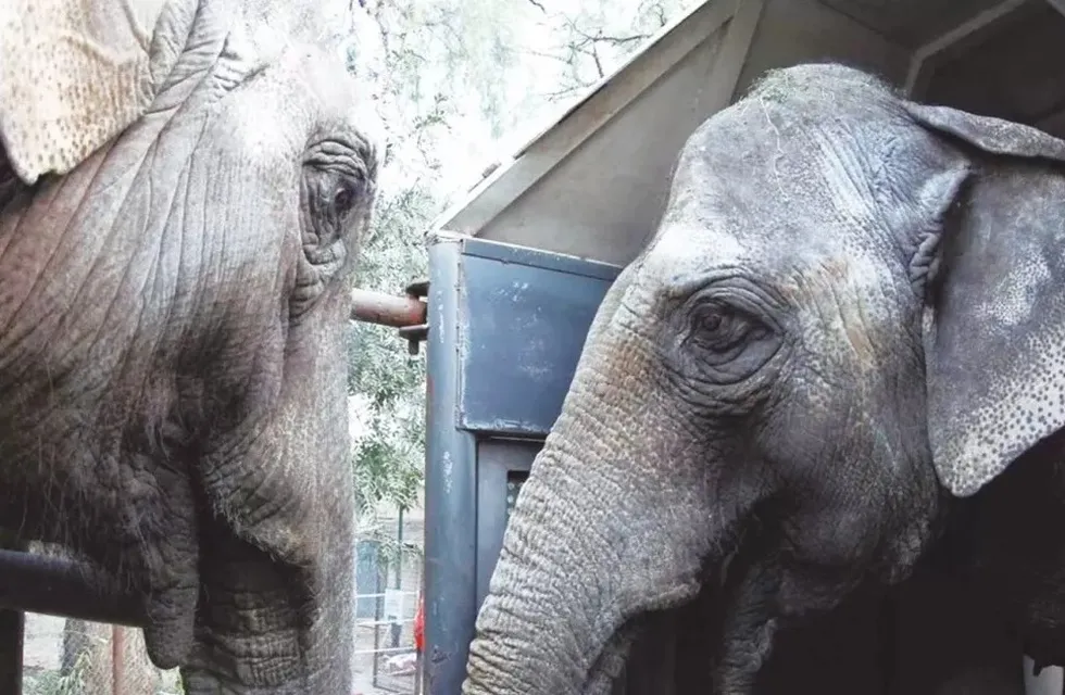 Dos elefantas pasarán por Iguazú rumbo a una reserva en el Brasil.