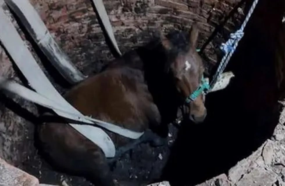 Un caballo cayó dentro de un pozo ciego y armaron un gran operativo para rescatarlo.