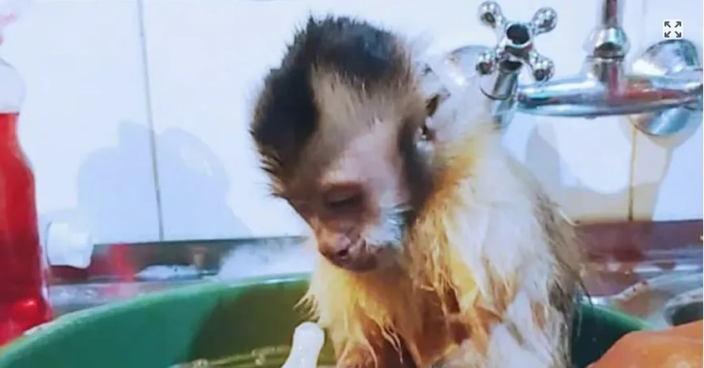 El mono Simón fue rescatado hace 9 años en Formosa y llevado con su nueva familia a La Pampa.