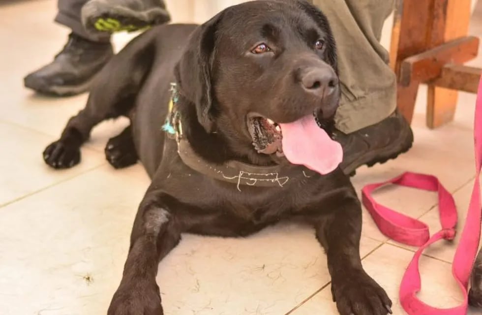 Terapia asistida con perros (TAP) - Ushuaia.