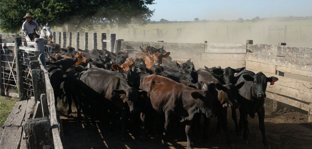 Un error común es sobrellenar la manga para poder trabajar con animales