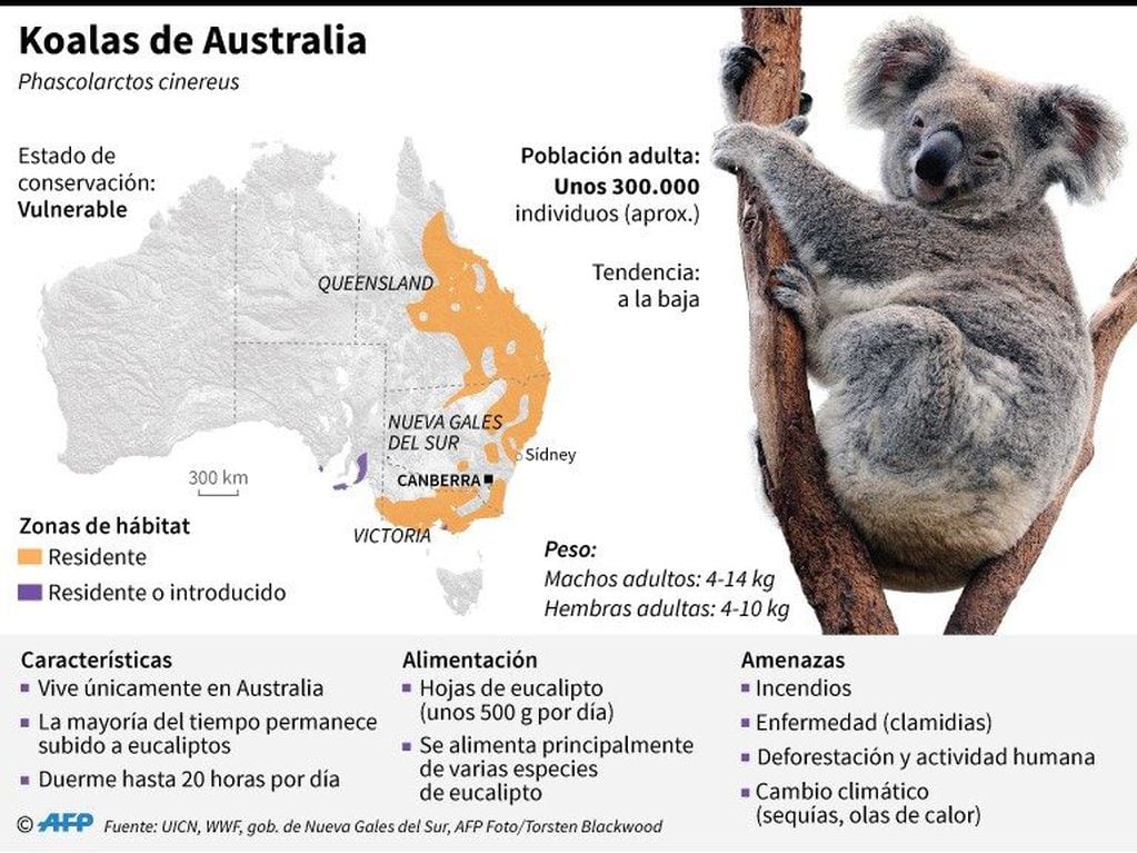 Características de los koalas en Australia y mapa de su hábitat - (Fuente:AFP)