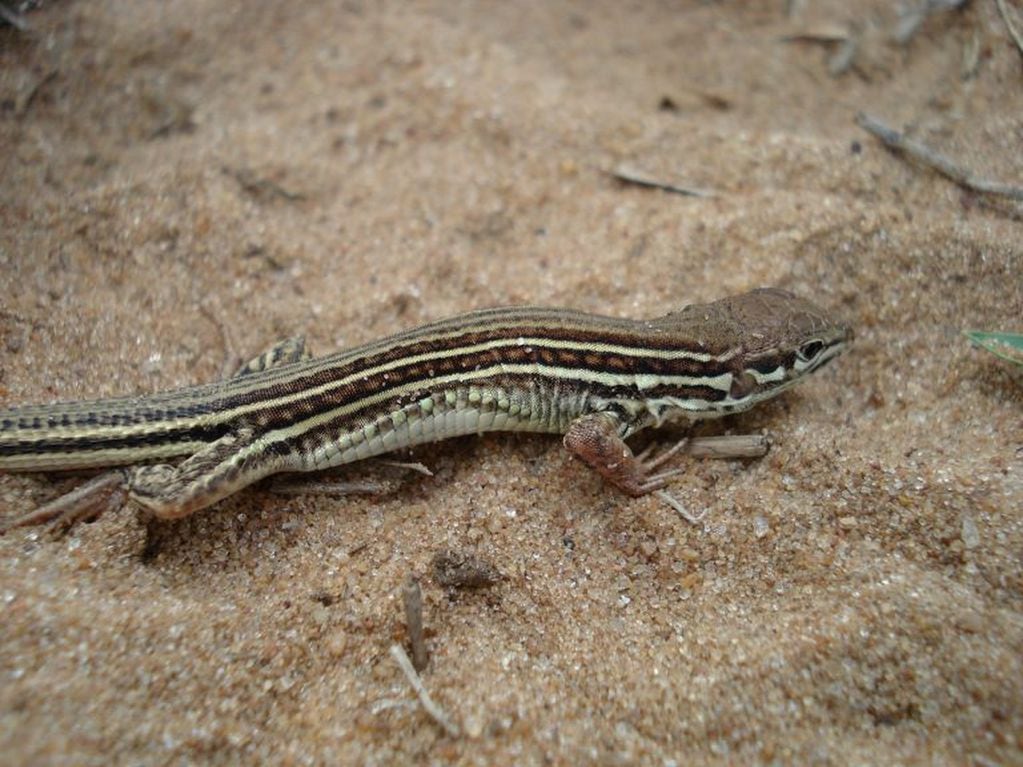 Los lagartos. Una de las especies que caracterizan la biodiversidad del nordeste argentino.