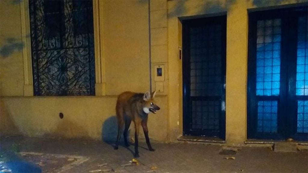 Encontraron un Aguará Guazú en Arroyito (@JoseljuarezJOSE)