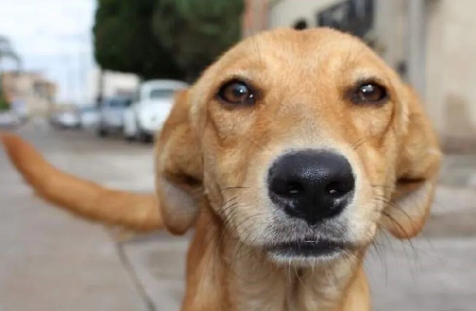 Adopción de perros en Neuquén.