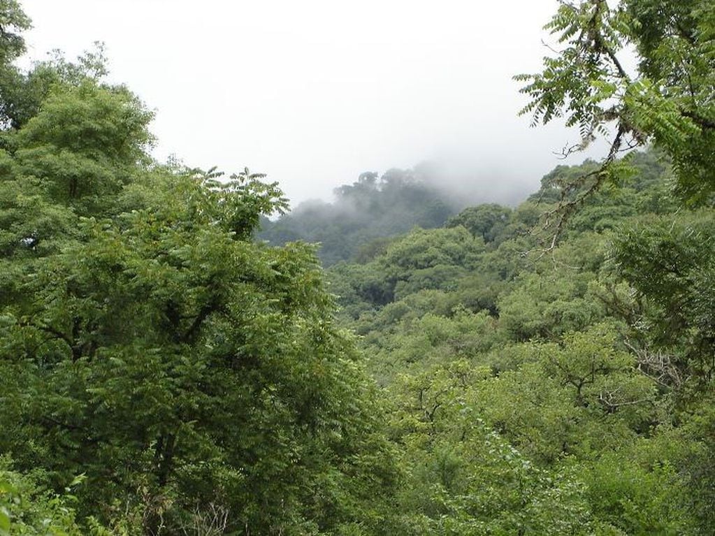 Reserva de San Lorenzo. (Web)