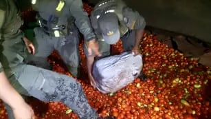 Descubren marihuana entre los tomates, en Jujuy