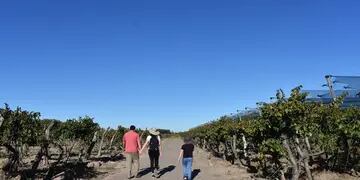 Relevarán a productores vitivinícolas con problemas dominiales