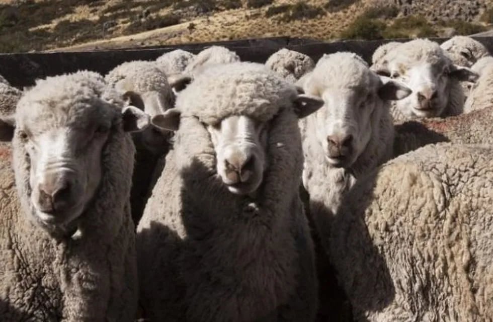 Río Negro busca exportar carne ovina a Japón y Emiratos Árabes.