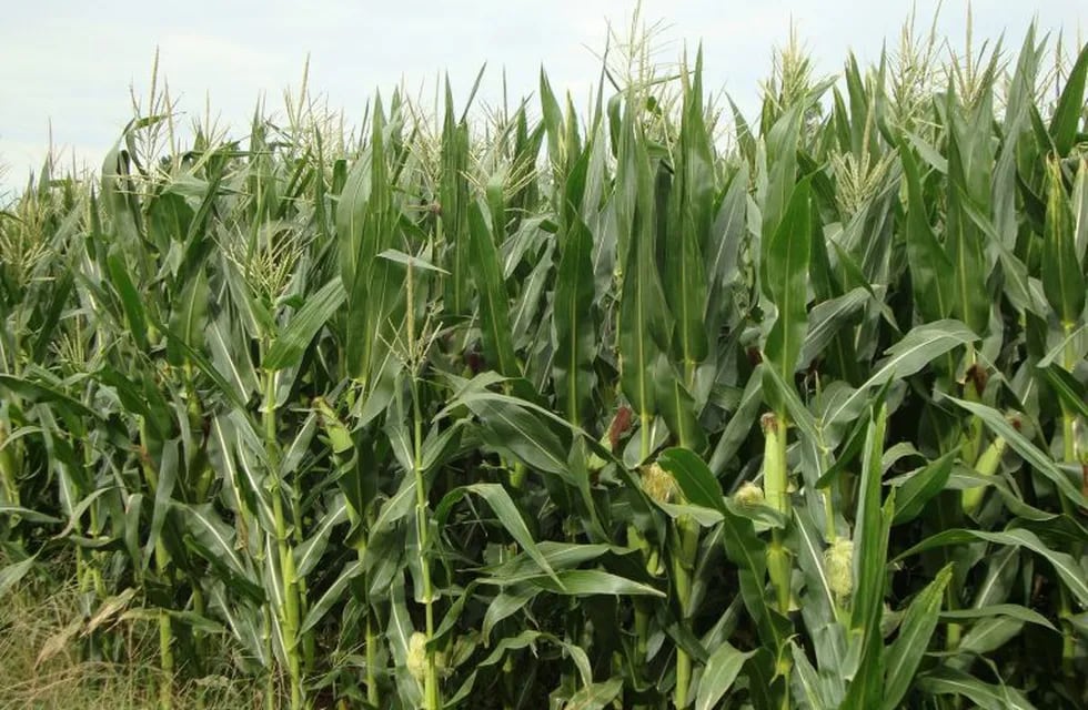 El maíz fue uno de los productos primarios que más creció en relación al año pasado. (Inta)