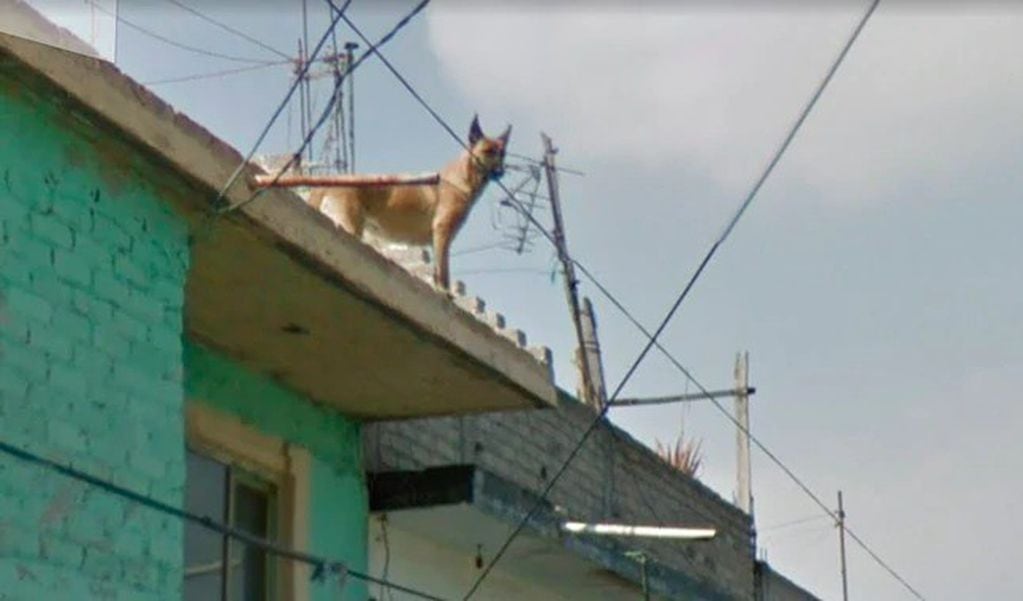 El perro custodia su casa desde lo alto del techo.