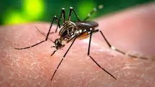 Misiones es la provincia que menos contagios de Dengue registra en el NEA y NOA