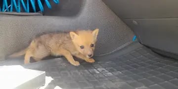 Rescataron un cachorro de zorro
