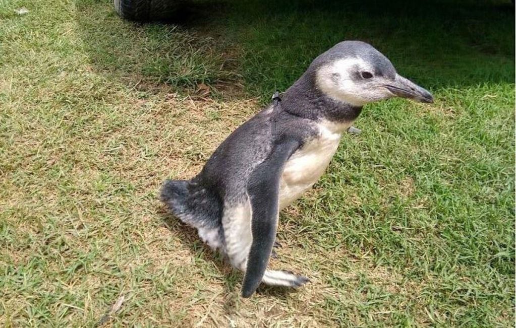Tenía un pingüino de Magallanes en su casa de Santa Rosa de Calamuchita.
