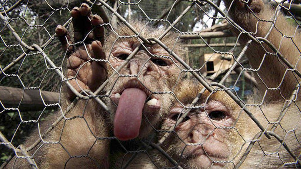 “Virus del mono B”: China confirmó la primera víctima de esta enfermedad que transmiten los monos