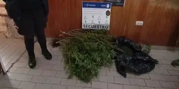 Tres Arroyos: Recuperan plantas de marihuana robadas a un productor de aceite de cannabis