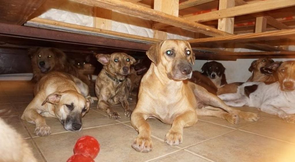 Chella Phillips albergó a 97 perros durante el huracán Dorian (Facebook)
