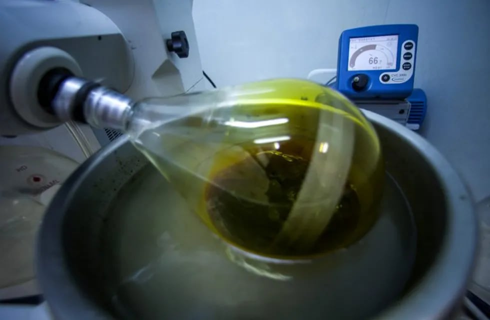 Cannabis products mixed with organic olive oil sit in a laboratory during automated processing at a plant operated by Breath of Life (B.O.L.), in Kfar Pines, Israel, on Wednesday, Sept. 21, 2016. Breath of Life is one of eight licensed firms seeking to position Israel as a global hub for medical cannabis research. Photographer: Rina Castelnuovo/Bloomberg Kfar Pines Israel  laboratorio procesamiento automatizado en una planta operada productos de cannabis mezclados con aceite de oliva organico pais centro mundial de investigacion medica del cannabis