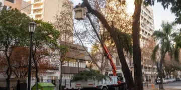 Remoción de árboles en Rosario