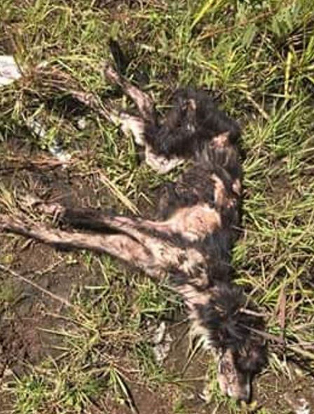 Un perro fue quemado vivo en Garupá. (Foto: Misiones Online)