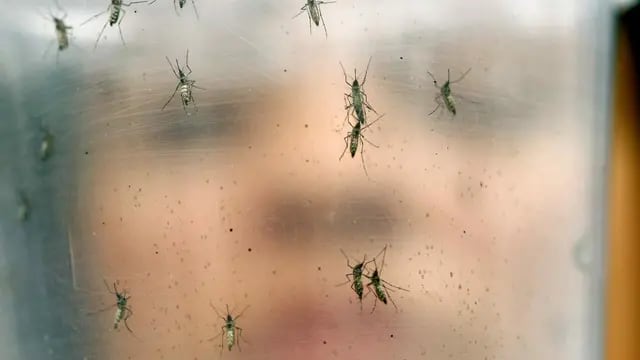 Mosquitos Córdoba.  (AP)