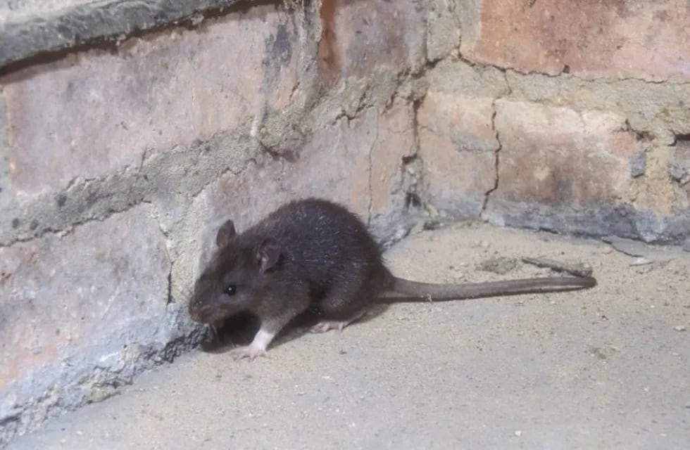 Ratas en una casa de Paraná.