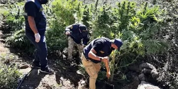 Hallaron unas 20 hectáreas de plantación de cannabis sativa en El Durazno.