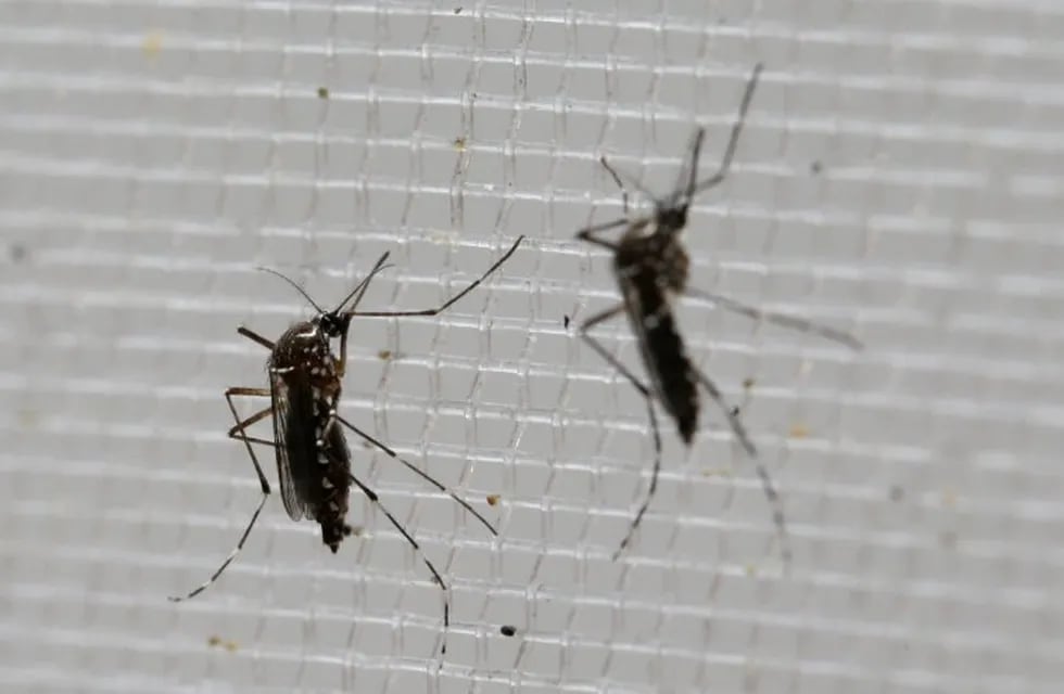 edes aegypti mosquitoes to be tested for various diseases perch inside a container at the Gorgas Memorial Laboratory in Panama City, Thursday, Feb. 4, 2016. Panamanian authorities announced on Monday that 50 cases of the Zika virus infection have been detected in Panama's sparsely populated Guna Yala indigenous area along the Caribbean coast. The Aedes aegypti mosquito is vector for the spread of the Zika virus. (AP Photo/Arnulfo Franco) panama  estudios clinicos analisis zika virus control de epidemia fumigacion virus zica Aedes Aegypti es el mosquito transmisor del virus del zika, dengue, chikungunya y la fiebre amarilla