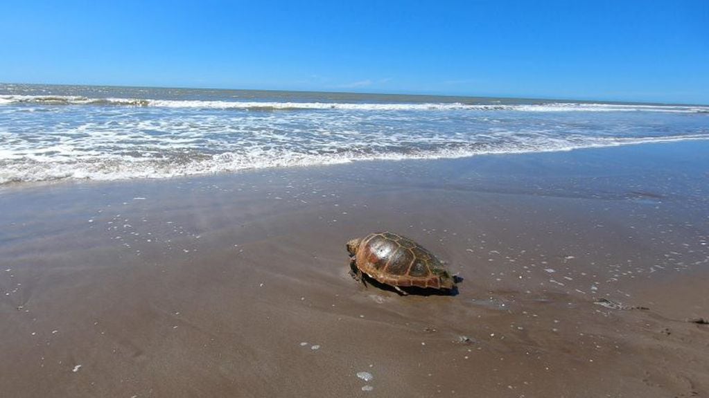 Regresan al mar una tortuga cabezona de 59 kilos que quedó atrapada en redes de pesca (Foto: Mundo Marino
