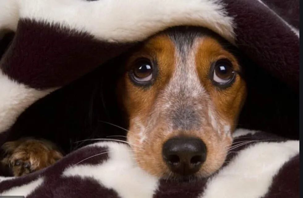 Un perro lloró desconsoladamente al pensar que su amigo había muerto.