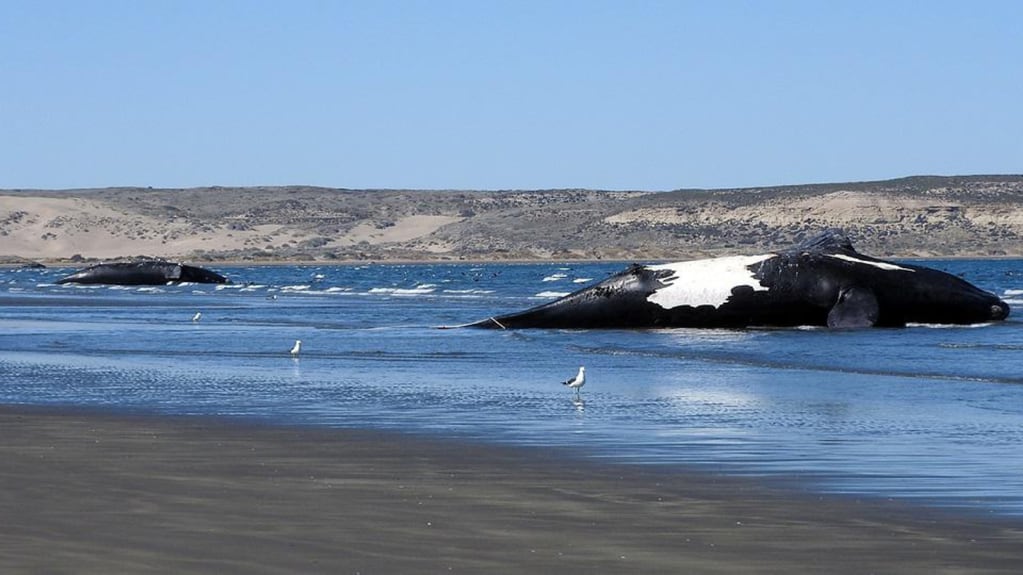 Los cadáveres de las ballenas avistadas. Foto: Instituto de Conservación de Ballenas