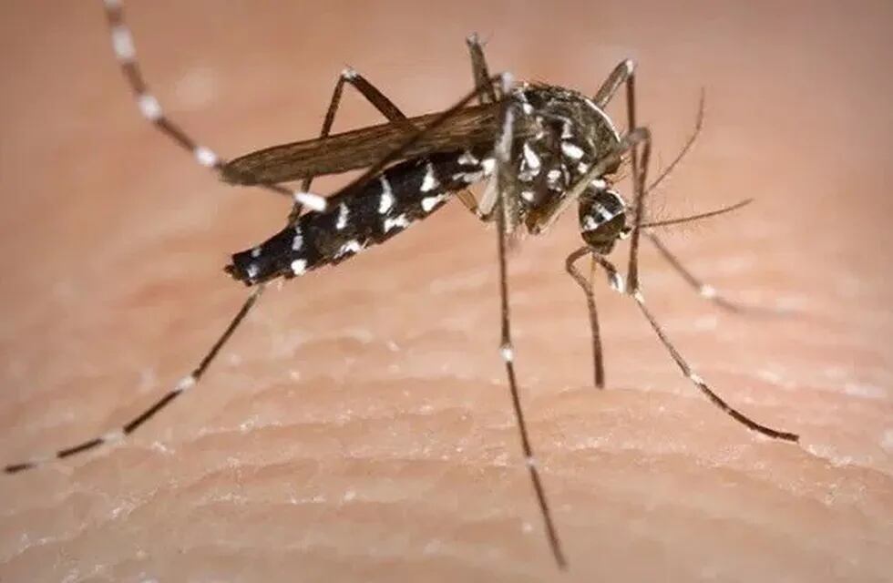 Ya son 73 los casos de dengue en la Provincia de Buenos Aires: dos son autóctonos. (Web)